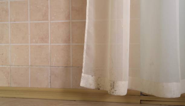 Best Black Mold Removal  in Portage, IN