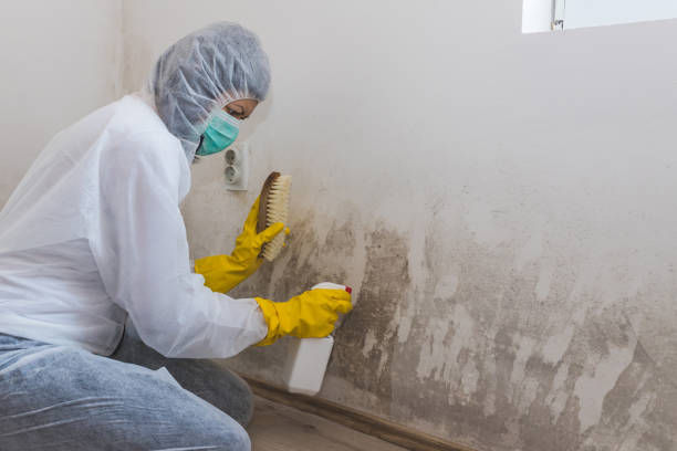 Best Industrial Mold Remediation  in Portage, IN
