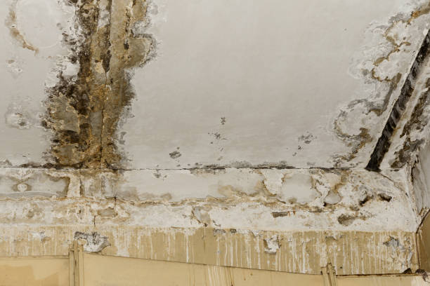 Best Biohazard Mold Removal  in Portage, IN