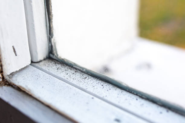 Best Real Estate Mold Inspection  in Portage, IN