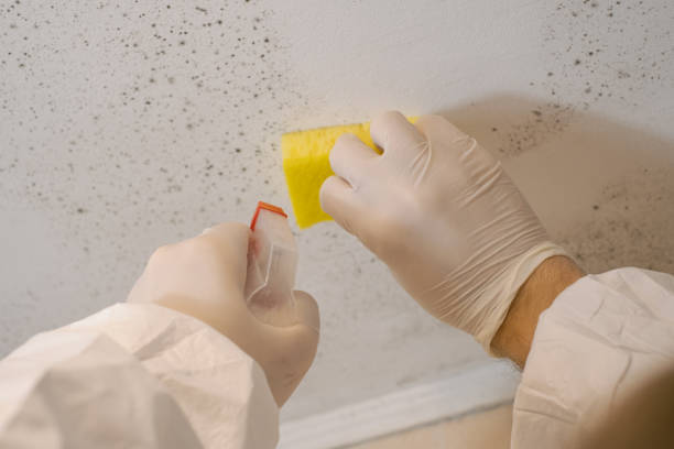 Best Real Estate Mold Inspection  in Portage, IN