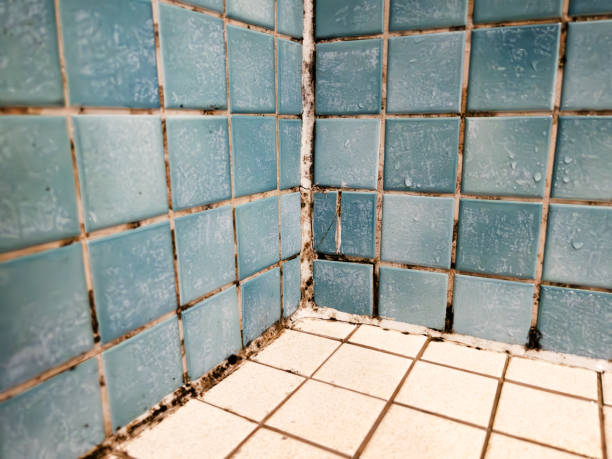Best Mold Remediation for Healthcare Facilities  in Portage, IN