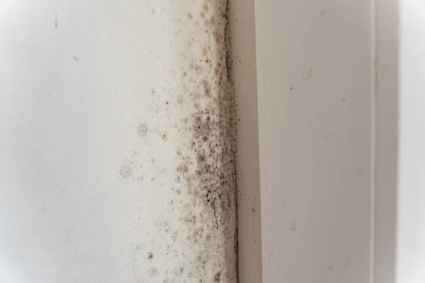 Best Airborne Mold Testing  in Portage, IN