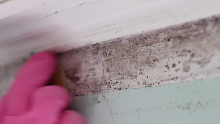 Best Asbestos and Lead Testing During Mold Inspection  in Portage, IN